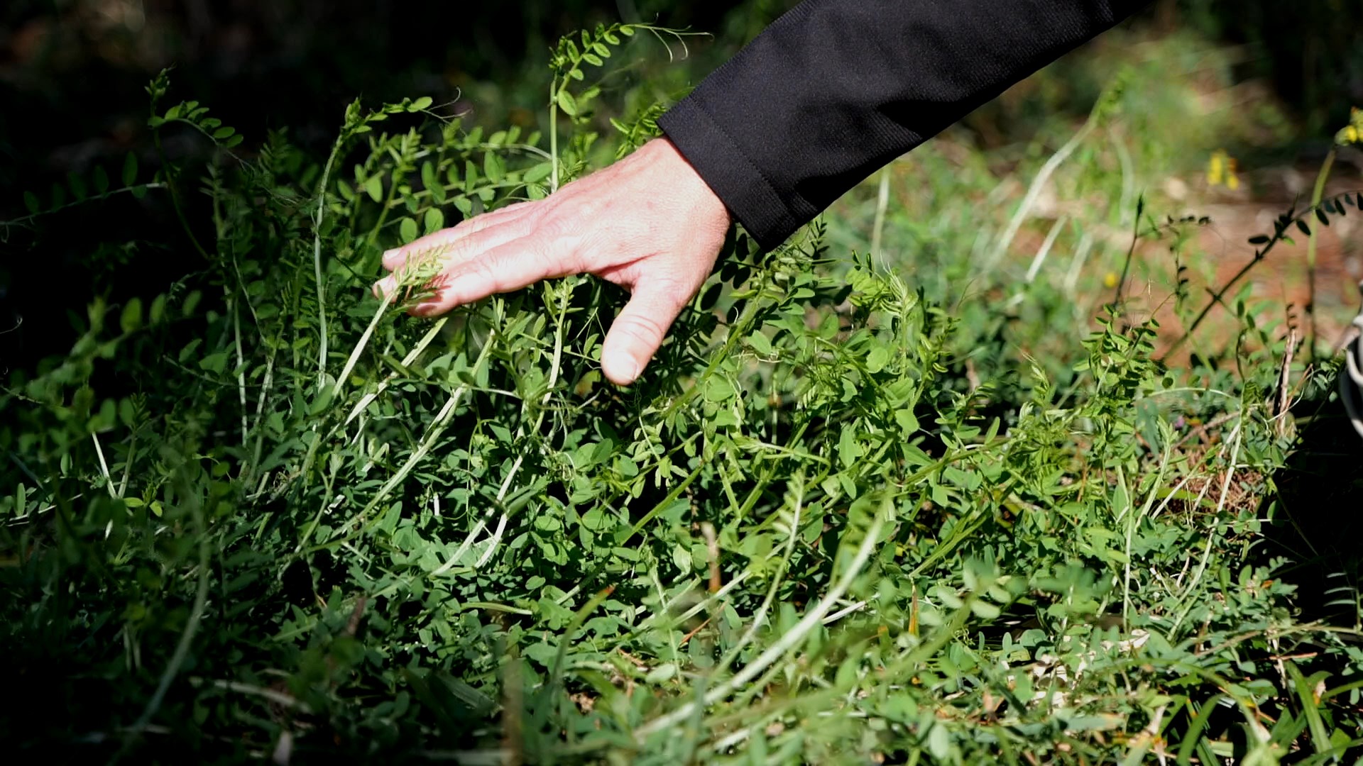 Get it Growing: Time to pull winter weeds